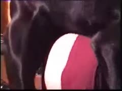 On livecam, a pure-breasted person who has never been videotaped before engaging in zoophilia and banging dogs
